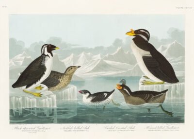 Plakat ptaki morskie Audubon Birds of America