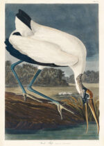 Plakat Ibis biały z Birds of America John James Audubon