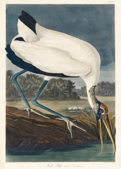Plakat Ibis biały z Birds of America John James Audubon