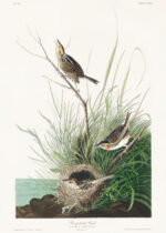 Plakat Strzyżyk ostrogoniasty - ilustracja Johna Jamesa Audubona