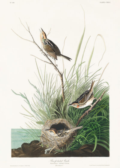 Plakat Strzyżyk ostrogoniasty - ilustracja Johna Jamesa Audubona