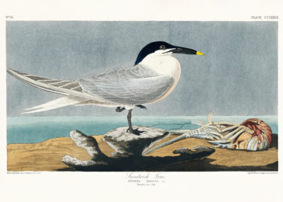 Plakat Sandwich Tern - rycinę Johna Jamesa Audubona