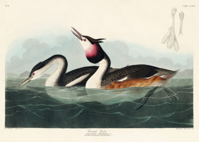 Plakat Perkoz dwuczuby - ilustracja Johna Jamesa Audubona