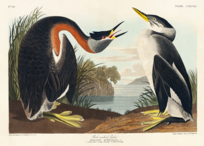 Plakat Perkoz rdzawoszyi - John James Audubon Birds of America