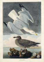 Plakat Mewy z dzieła Birds of America John James Audubon