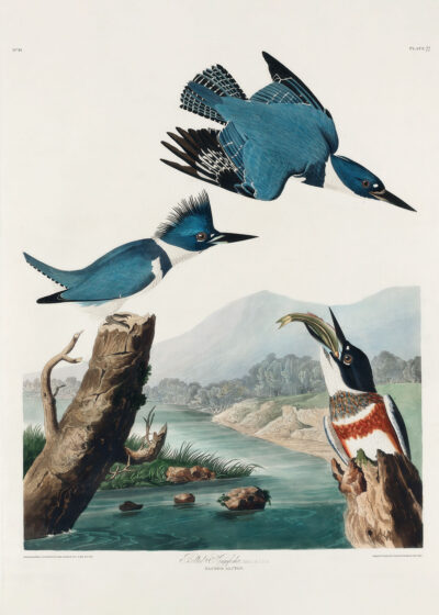 Plakat Belted Kingfisher - ilustracja Johna Jamesa Audubona