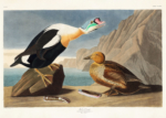 Plakat King Duck - ptaki Ameryki John James Audubon