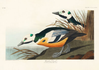 Plakat Kaczka krzyżówka John James Audubon Birds of America