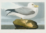 Plakat Mewa Perłowa - John James Audubon Birds of America