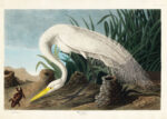 Plakat Biała Czapla - John James Audubon Birds of America