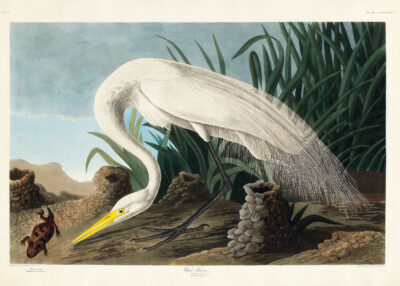 Plakat Biała Czapla - John James Audubon Birds of America