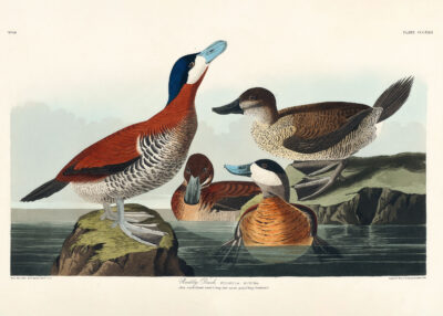 Plakat Ruddy Duck - ilustracja ptaków Johna Jamesa Audubona