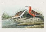 Plakat Ptaki Ameryki - Kwikła Curlew John James Audubon