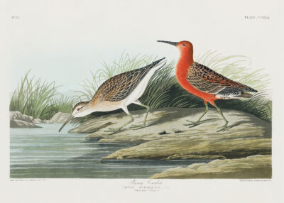 Plakat Ptaki Ameryki - Kwikła Curlew John James Audubon