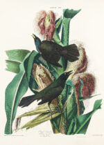 Plakat Purple Grackle - czarne ptaki na kukurydzy Audubon