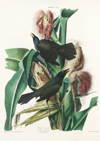 Plakat Purple Grackle - czarne ptaki na kukurydzy Audubon