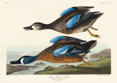 Plakat Cyraneczka karolińska John James Audubon ptaki Ameryki