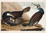 Plakat Kormorany Johna Jamesa Audubona z Birds of America