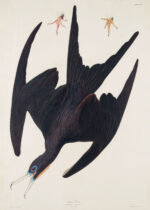 Plakat Fregata ptasica Johna Jamesa Audubona z Birds of America