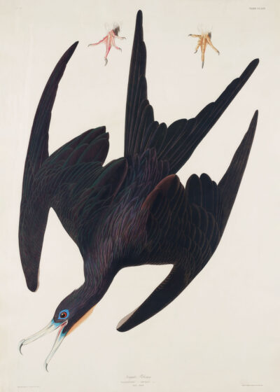 Plakat Fregata ptasica Johna Jamesa Audubona z Birds of America