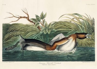 Plakat Perkoz Amerykański - John James Audubon Birds of America