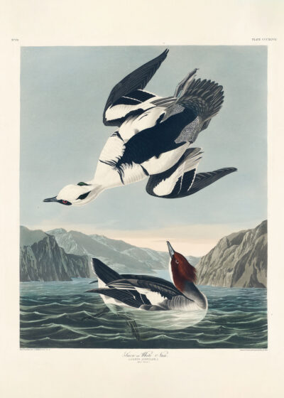 Plakat Smocza Biała Kaczka John James Audubon