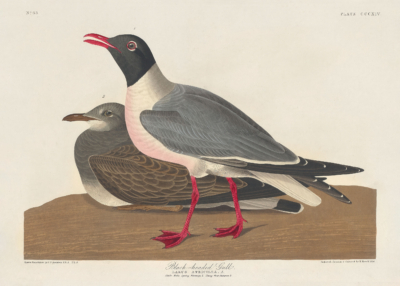 Plakat Mewa czarnogłowa - John James Audubon Birds of America