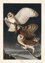 Plakat Sowy Płomykówki - ilustracja Johna Jamesa Audubona