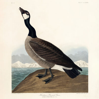 Plakat Bernikla kanadyjska John James Audubon
