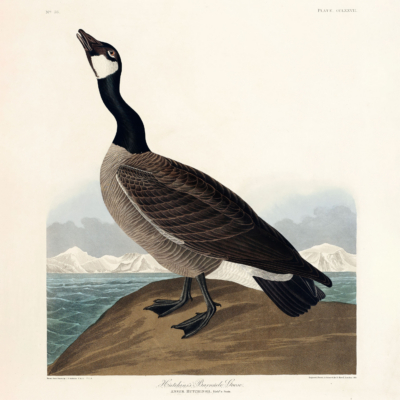 Plakat Bernikla kanadyjska John James Audubon