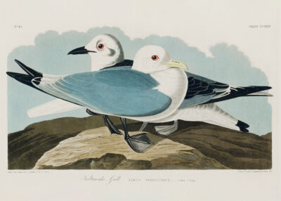 Plakat Kittiwake Gull - John James Audubon Birds of America