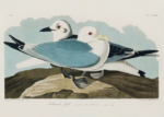 Plakat Kittiwake Gull - John James Audubon Birds of America