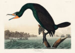 Plakat Kormoran florydzki John James Audubon Birds of America