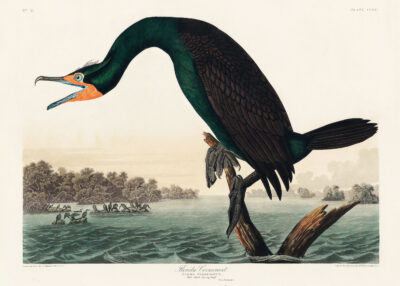 Plakat Kormoran florydzki John James Audubon Birds of America