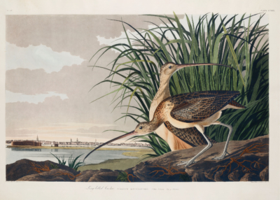 Plakat Długodzioby batalion - John James Audubon
