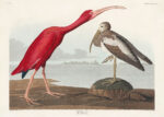 Plakat Szkarłatny Ibis - John James Audubon z Birds of America