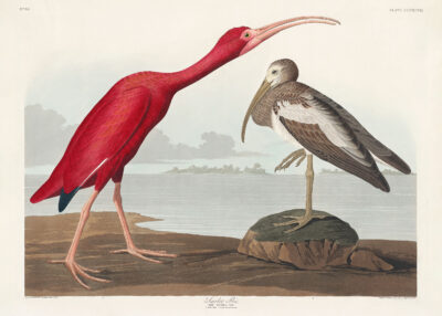 Plakat Szkarłatny Ibis - John James Audubon z Birds of America