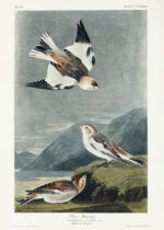Plakat Śnieżka zmienna - ptaki Ameryki John James Audubon