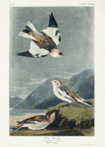 Plakat Śnieżka zmienna - ptaki Ameryki John James Audubon