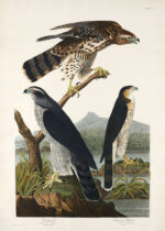Plakat Goshawk i Stanley Hawk - John James Audubon