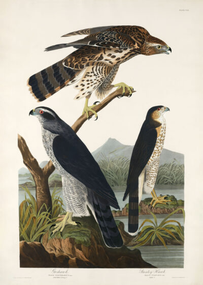 Plakat Goshawk i Stanley Hawk - John James Audubon