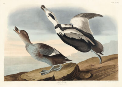 Plakat Kaczka pstra - ilustracja ptaków Johna Jamesa Audubona