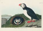 Plakat Maskonury ptaki morskie John James Audubon