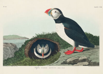 Plakat Maskonury ptaki morskie John James Audubon