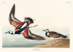 Plakat Sieweczka obrożna ptaki Audubon vintage