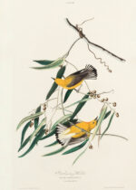 Plakat Prothonotary Warbler John James Audubon ptaki
