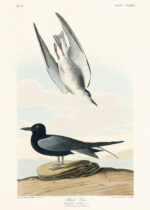 Plakat Czarna Rybitwa John James Audubon ptaki
