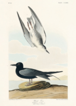 Plakat Czarna Rybitwa John James Audubon ptaki