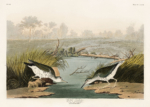 Plakat brodźce plamiste Audubon ptaki vintage natura