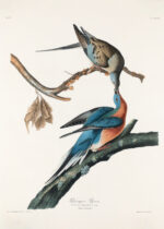 Plakat Gołębie Wędrowne John James Audubon Birds of America